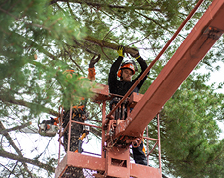 Tree trimming workers remove branches of a pine tree